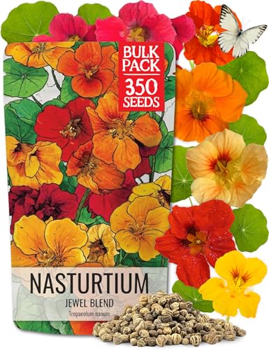 Seed Needs Nasturtium Seeds Jewel Mix Multicolored Edible Flowers | 1.5 Ounce 350+ Seeds Tropaeolum Nanum Annual Flower Seed Mix | Bulk Jewel Nasturtiums for the Garden