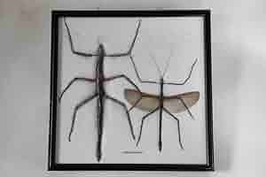 オオコノハムシの標本 特製フレームケース付き 昆虫標本 コノハムシ