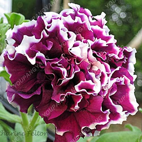 Miniatura 3 de Semillas frescas de flores de petunia dobles frescas de 100 piezas para plantar negro amarillo