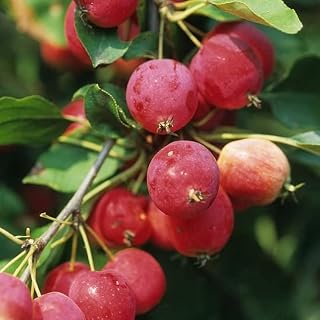Crabapple Tree Live Plant 6 to 12 Inches Tall, Flowering Crabapple Seedlings Plant for Planting