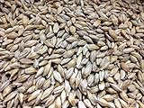 Barley Seed 5 Lb - Sprouting