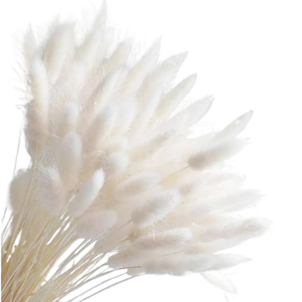 Dried Flowers Bouquet Natural， Fiori secchi bouquet naturale(White,20Pcs)