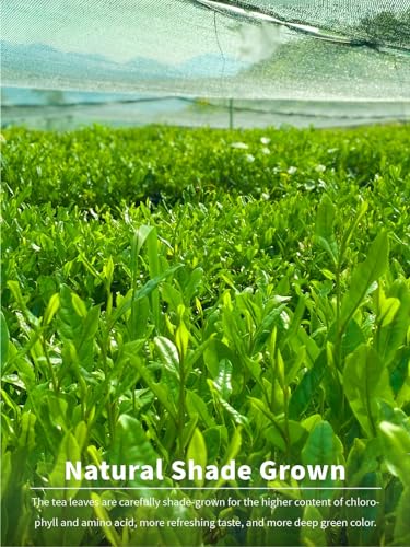 Image of TeeLux Osmanthus Matcha, First Harvest Natural Matcha Green Tea Powder, Smooth and Aromatic Taste, Sugar Free, 3.5oz