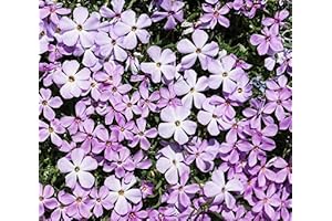 Creeping Phlox, A Vibrant Groundcover for Your Garden