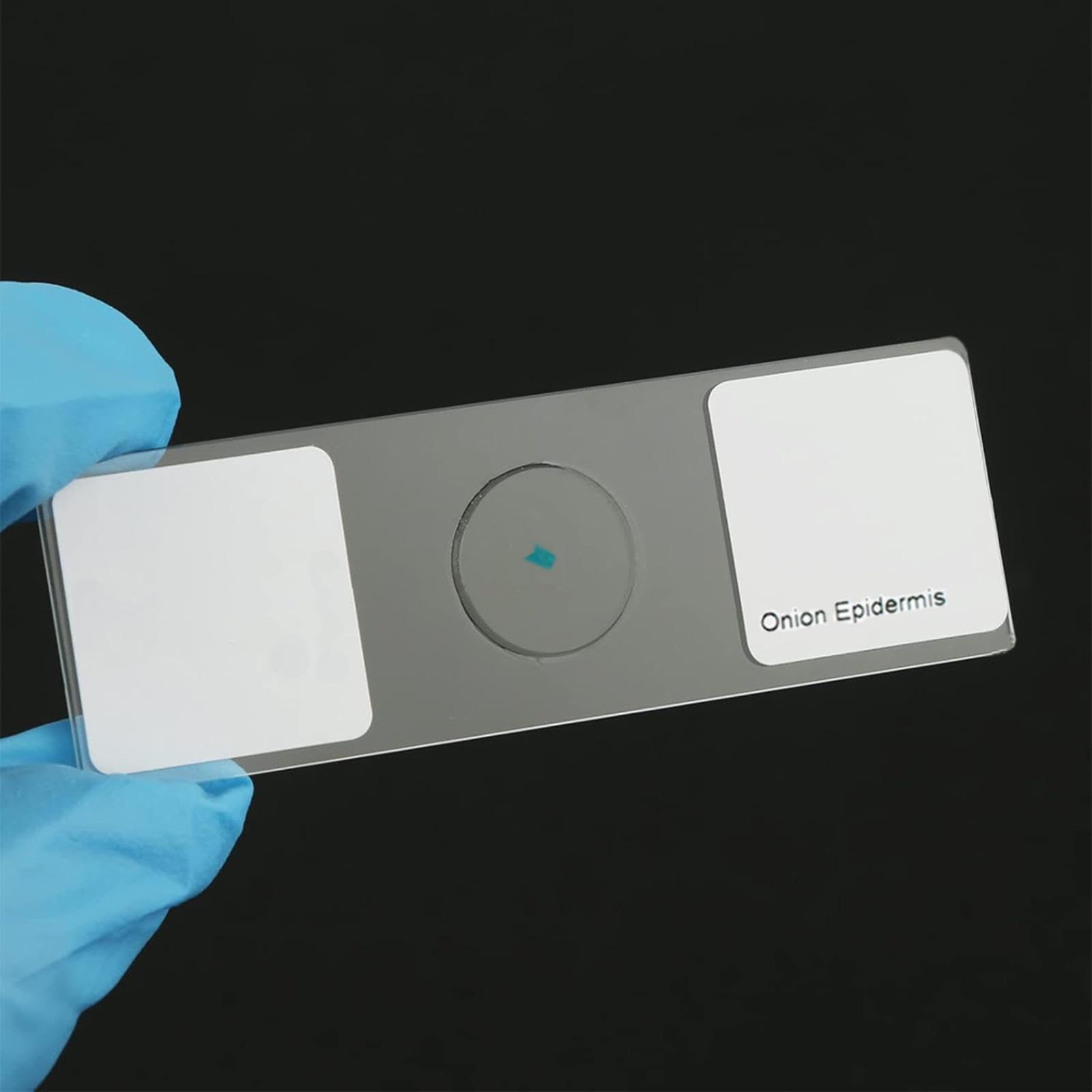 25pcs Microscopio Porta Oggetti Microscopio, vetrini in Vetro per mitosi vegetale, Microscopio Accessori per Laboratorio Scientifico Biologico