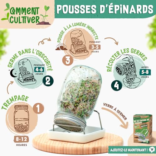 Graines d'épinard