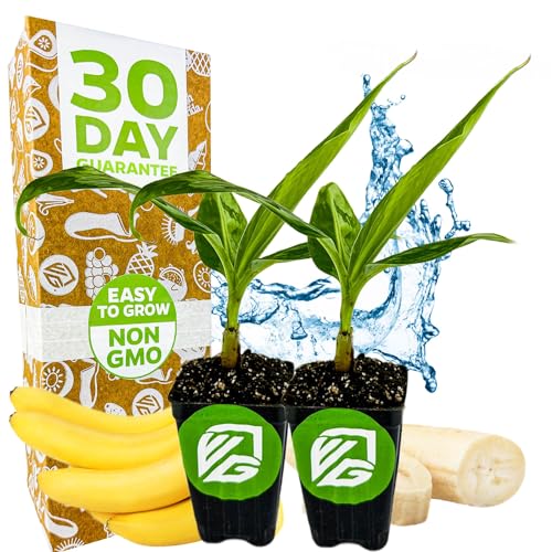 Gran Nain Banana Tree (Grand Nain) Live Plant - Musa