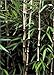 Bamboo for Gardens