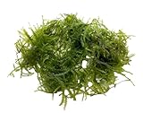 Daxton-Plant