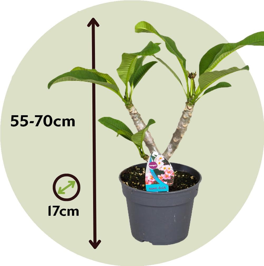 Plant in a Box - Plumeria Frangipani Lila - Hawaii - Tropische Zimmerpflanze  - Stark duftende Blten - Topf 17cm - Hhe 55-70cm : Amazon.de: Garten