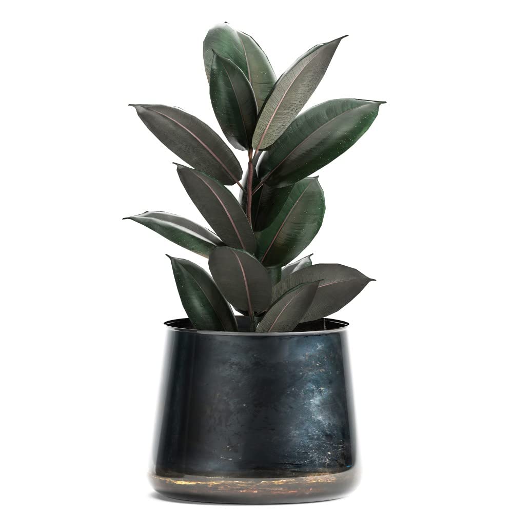 Houseplant Ficus elastica 'Abidjan' Indian Rubber Plant Tender Shrub Bronze-Burgundy Glossy Leaves Air Purifying Easy to Grow Your Own Indoor Jungle Plants 8.5cm Potted Plants By Thompson and Morgan
