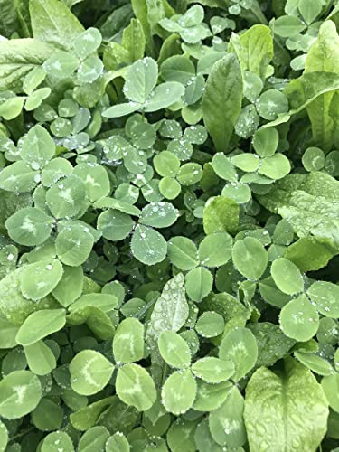 Hale Habitat & Seed Clovers, Alfalfa, & Chicory Food Plot Seed Mix, 1/2 Acre, Perennial Year-Round Attractant - Thumbnail 5