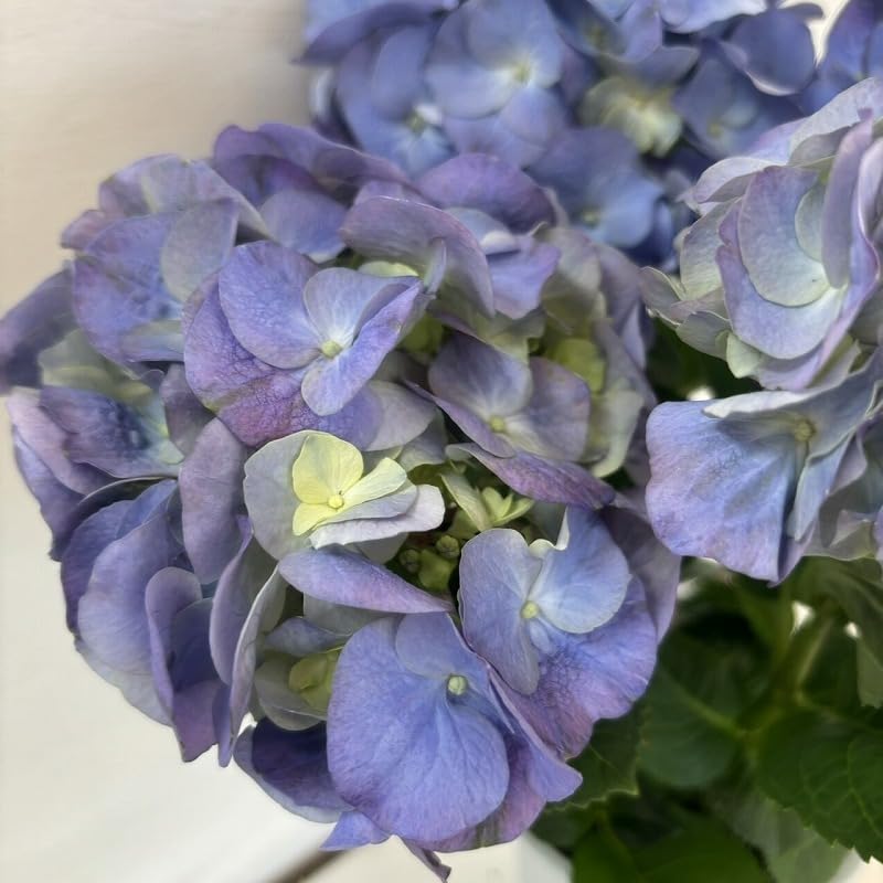Amazon.co.jp: アジサイ シュガー ブルー あじさい 紫陽花 4号鉢