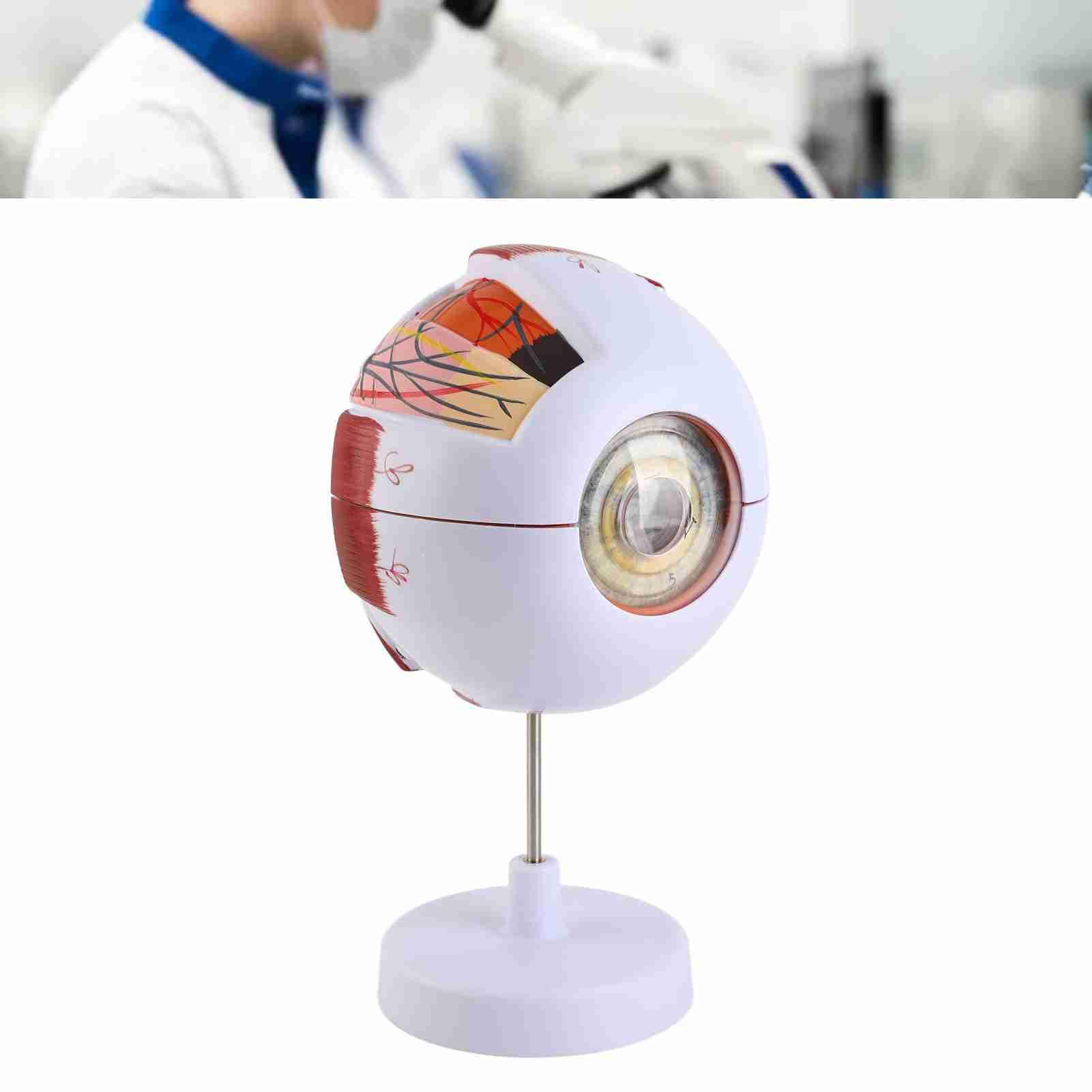 Baxnore Human Eye Anatomy Model 6x Structure de globe oculaire agrandie Strong PVC 7 parties détachables pour l'enseignement médical Science Education Ophtalmology Affichage