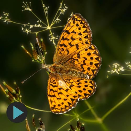 Oren Harman - The Human History of Metamorphosis