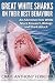 GREAT WHITE SHARKS ON THEIR BEST BEHAVIOR