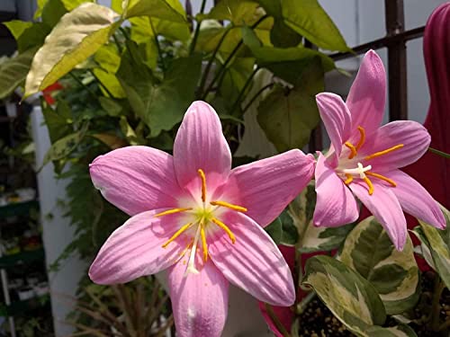 Image of Urban Gardens Rain Lily Mixed Bulbs (Dark Pink, Light Pink, Yellow, White, Lemon Yellow & Apricot), A Mix of 6 Varieties
