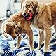 KONG Ring - Hundekauspielzeug - Unterstützt die Zahngesundheit des Hundes - Langlebiger Naturkautschuk - Für Kleine/Mittelgroße Hunde