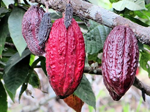 Rare Cocoa 1 Chocolate Plant Theobroma cacao Live Seedling Plant