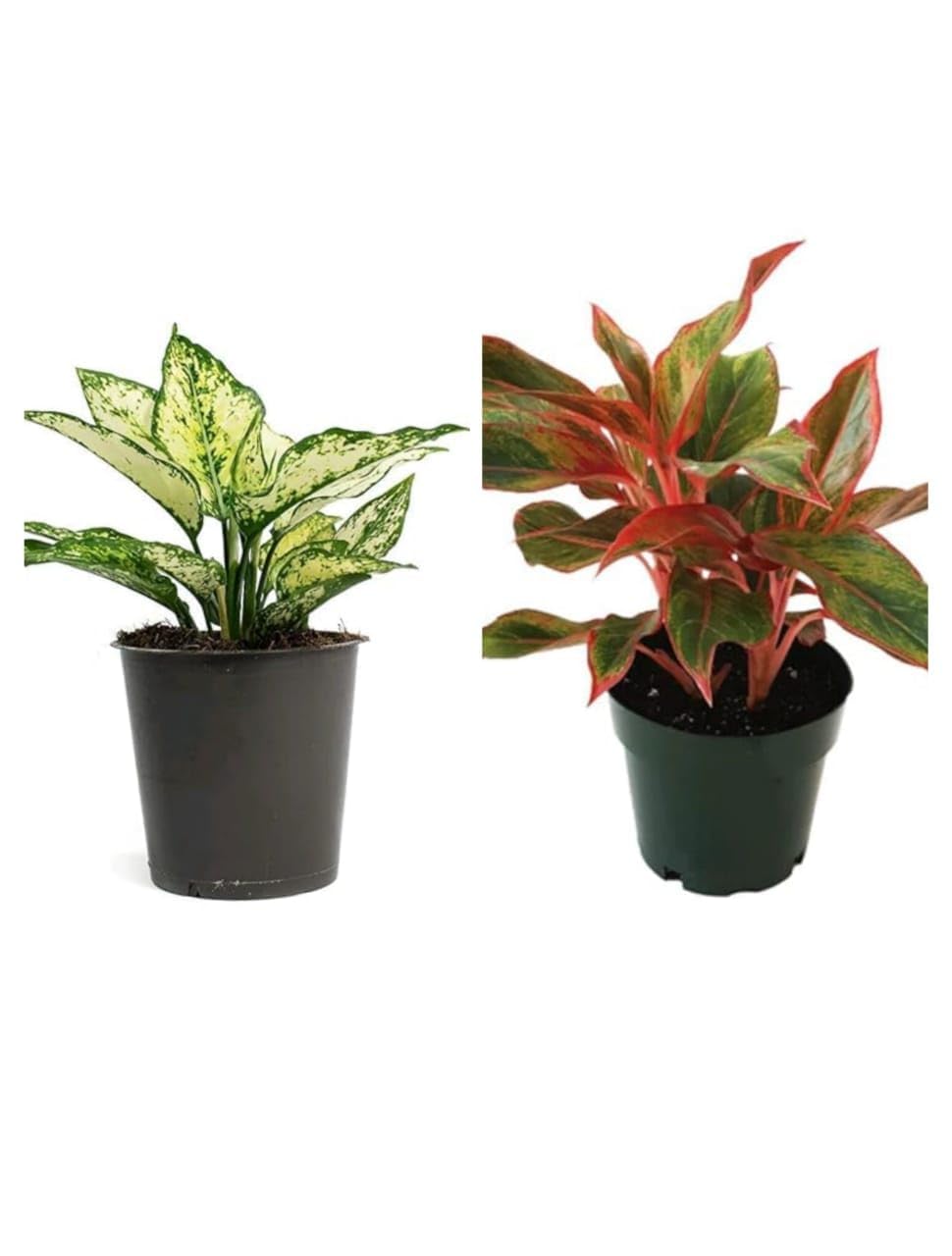 Greenursery Combo of 2 Indoor Plants For Living Room Balcony Home And Office Decoration Set of 2 Decor Plant Combo Live Plant with Beautiful Color Pots (Set Of 2 Indoor Plants) (B0D3BB984B) Amazon Price History, Amazon Price Tracker