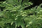 Dawn Redwood Tree - Live Plant - 8-12" Tall Seedling - Quart Pot - Ships Potted - Metasequoia glyptostroboides