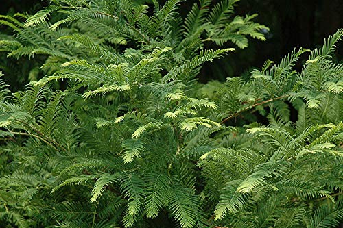 Dawn Redwood Tree