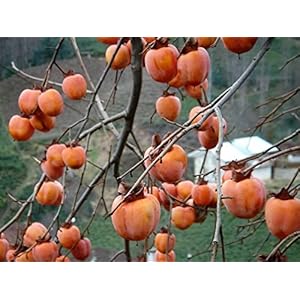 Semi Diospyros kaki giapponese cachi frutta tropicale Multi Uso delle piante Bonsai + (5)