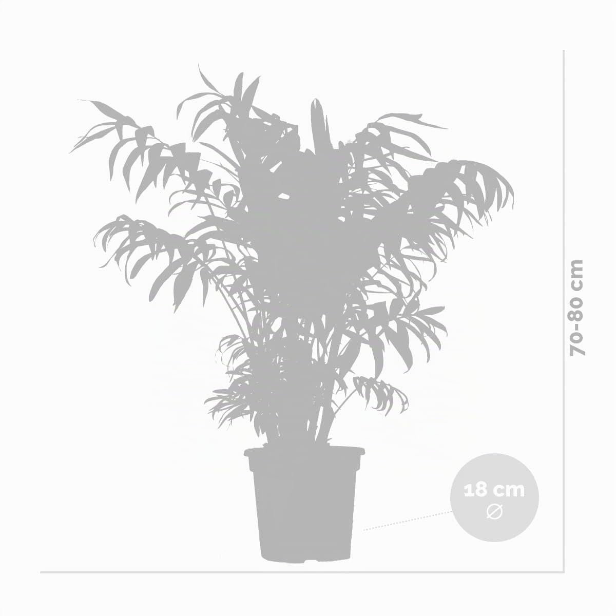 Bloomique - Chamaedorea Elegans - Bergpalme - Zimmerpflanzen - Luftreinigend - Tierfreundlich - Pflegeleicht - Höhe 60-80 cm - Topf 18 cm