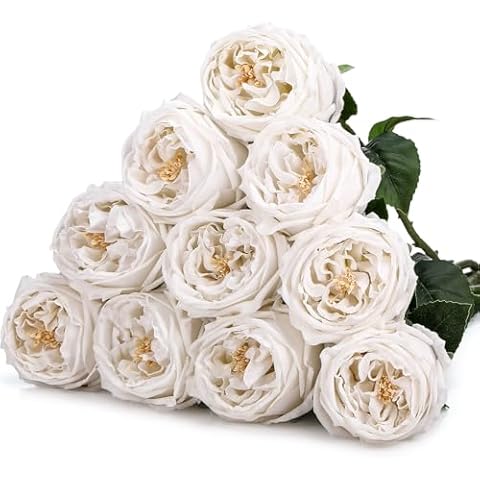 Daifunli 10pcs Real Touch Artificial Flowers Austin Rose, Faux Flowers with Long Stem Austen Rose Fake Flower for Valentine's Day Gift Home Christmas Flower Arrangement Wedding Party Decor(White) Cover