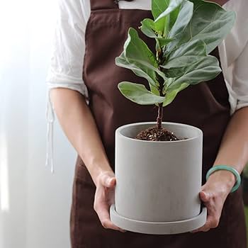 Amazon.co.jp: 植木鉢 セメント 鉢 受け皿付き 観葉植物 円筒形