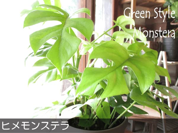 鉢ごと発送＊大サイズヒメモンステラ花言葉が\"嬉しい便り\"(^-^) 人気観葉植物 鉢ごと発送＊大サイズヒメモンステラ花言葉が