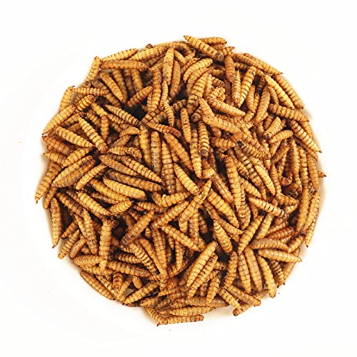 Image of VAYINATO Adult Heredity Dried Black Soldier Fly Larvae (2400+) for Aquarium Fish, Birds and Reptiles - 200G (Buy 1 Get 1 Free)
