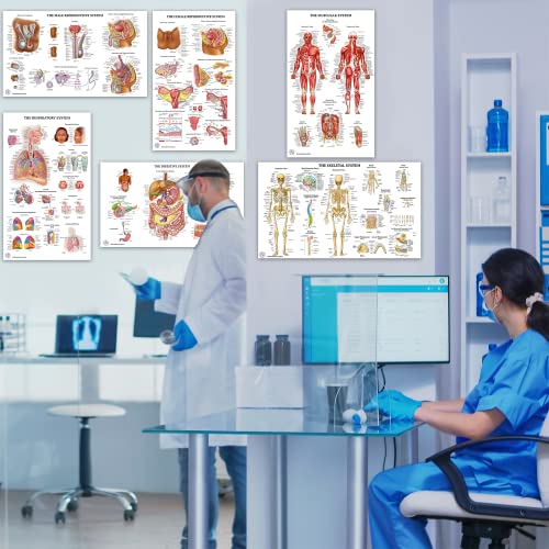 The Art Of Science 11 Human Anatomy Posters - Medical Posters, Skeletal thumb #6
