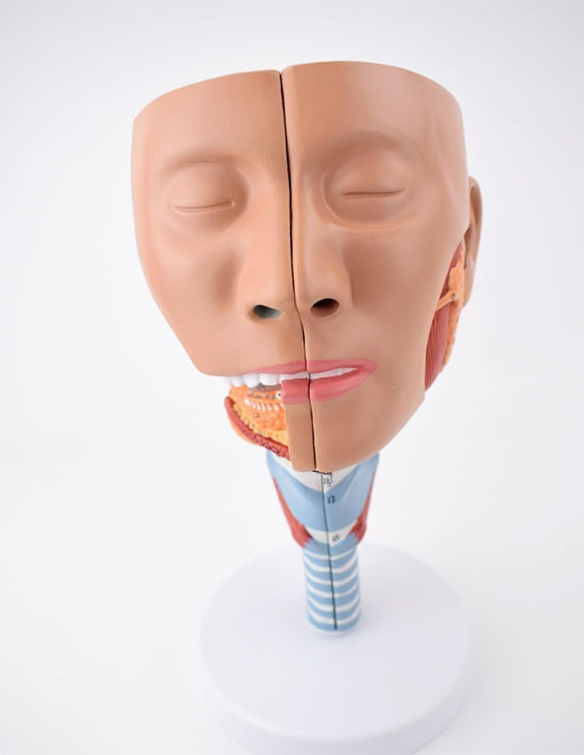 model anatomiczny, Model anatomiczny mięśnia nosowo-gardłowego
