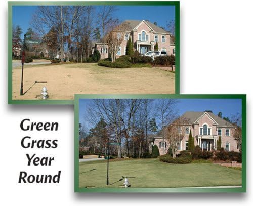 90 sq. meters 4Ever Green Grass Paint