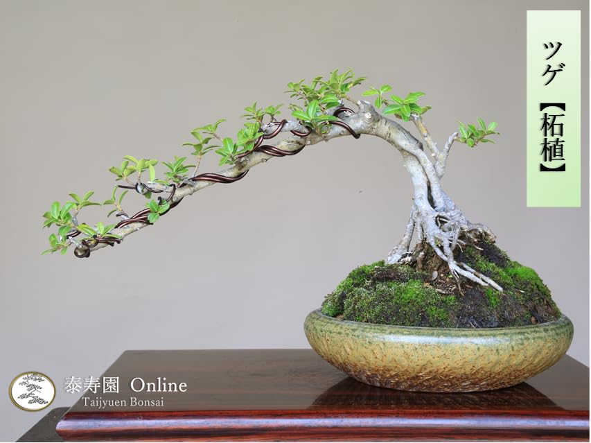 梨園のお持ち物　能面に寿　柘植の帯留　完全一点物　特注品 Amazon.co.jp: ノーブランド品『柘植』ツゲ小品盆栽【泰寿園