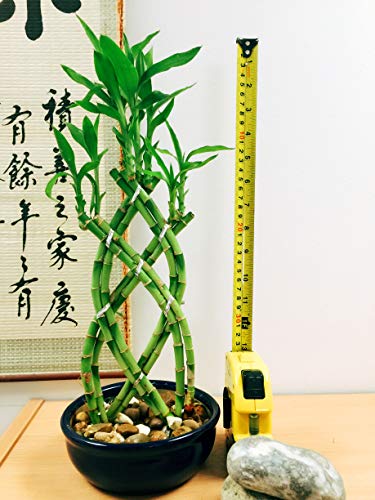 Easy Plants Braided Arranged Lucky Bamboo Plant in Ceramic Pot (Random Shape and Colour) - Indoor Bonsai for Feng Shui
