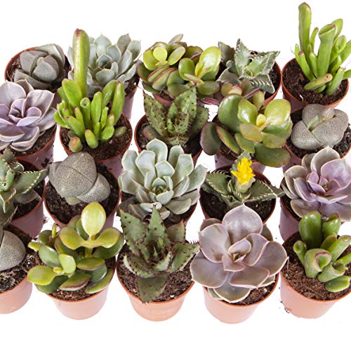 YouGarden Indoor Succulents Plant Collection Six Established Plants in 5.5cm Pots 10-20cm Tall Houseplants for Homes and Offices Indoor Plants Real in Pots
