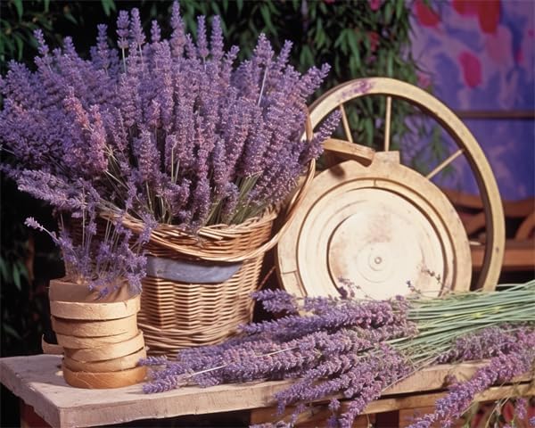 Puzzles for Adults 500 Pieces Jigsaw Puzzles Basket of Lavender Formation Wooden Eco-Friendly Unique Artwork Challenging Brain Teaser 20.4'' x 14.9''