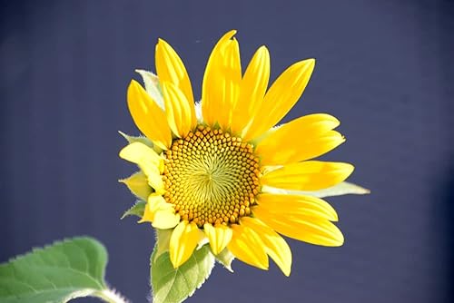Miniatura 6 de Semillas de girasol de manchas solares enanas (Helianthus annuus)  Más de 25 semillas de reliquia sin OMG de Isla's Garden Seeds, flores compactas y