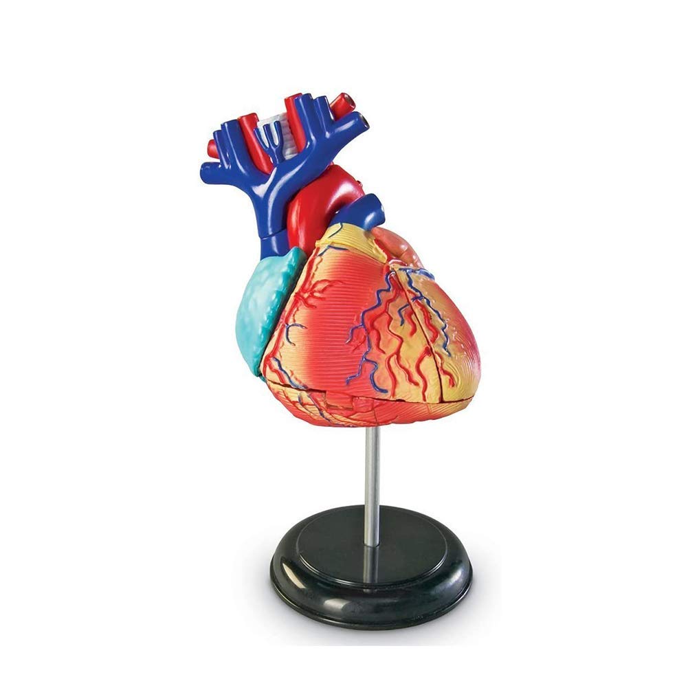 Sjdopulse Anatomical Model Of Human Heart Organs-Dismantling 31 Parts With Detailed Instructions