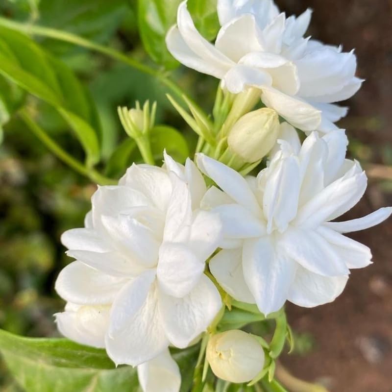 White Maid of Orleans Jasmine Plant Live, 4-7 Inch Fragrant Jasmine Flower Plants Indoor Outdoor Live for Planting, Well Rooted, No Pot