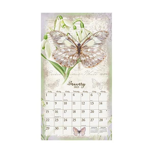 LANG Wandkalender 2023 Schmetterlinge – Bild 4