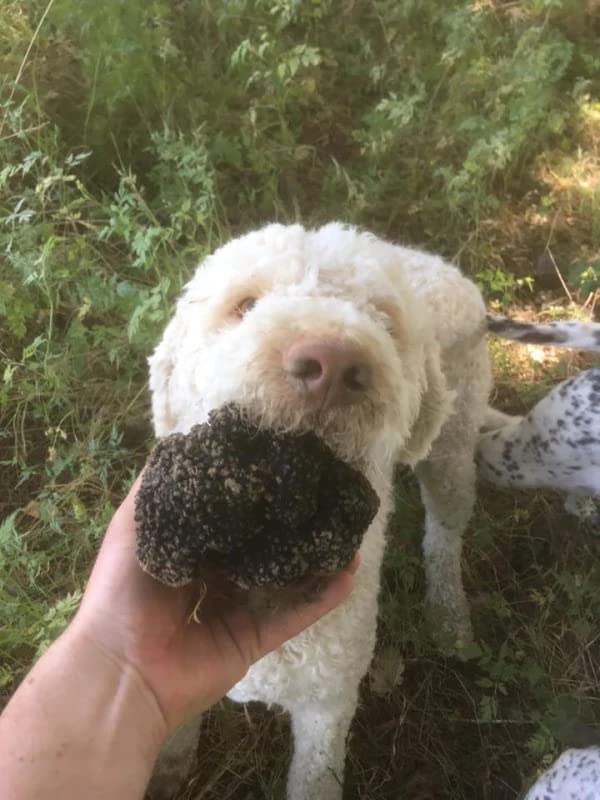 100 grammi Tartufo Fresco Nero Estivo Scorzone | Raccolto in Umbria (Italy) | Tuber aestivum Vitt | Raccolto e spedito in 24 ore | Spedito a temperatura controllata