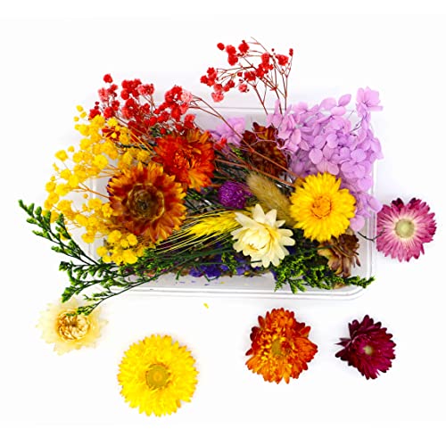 Kunstharz.Art Bunter Getrocknete Blumen als Geschenk zum Muttertag, Ostern und Valentinstag, Mix als Deko, zum Basteln, für Epoxidharz & Scrapbooking (1 Box) Cover