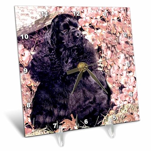 3dRose 6x6 Desk Clock - Black Cocker Spaniel Dogs Cocker Spaniel