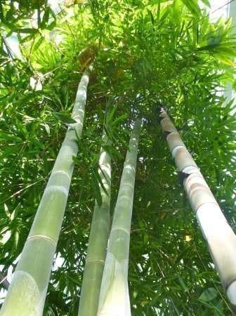 Tropica Giant Bamboo Dendrocalamus Giganteus 50 Seeds