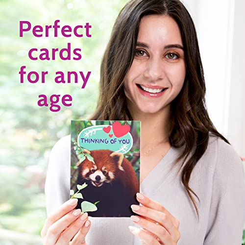 T Marie 40 Funny Animal Postcards - Bulk Thinking Of You Postcard Pack For Kids, Students, Friends, Teacher And More - Say Hello, Thank You Or I Miss You With Cute Note Cards #TOP3