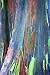 55 seeds of Eucalyptus deglupta, Rainbow-Tree, Rainbow-Gum, Rare viable seeds
