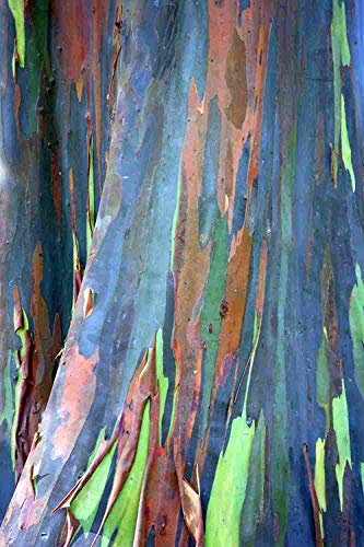 55 Samen von Eucalyptus Deglupta, Regenbogen-Baum, Regenbogen-Gum, seltenen lebensfähigen Samen